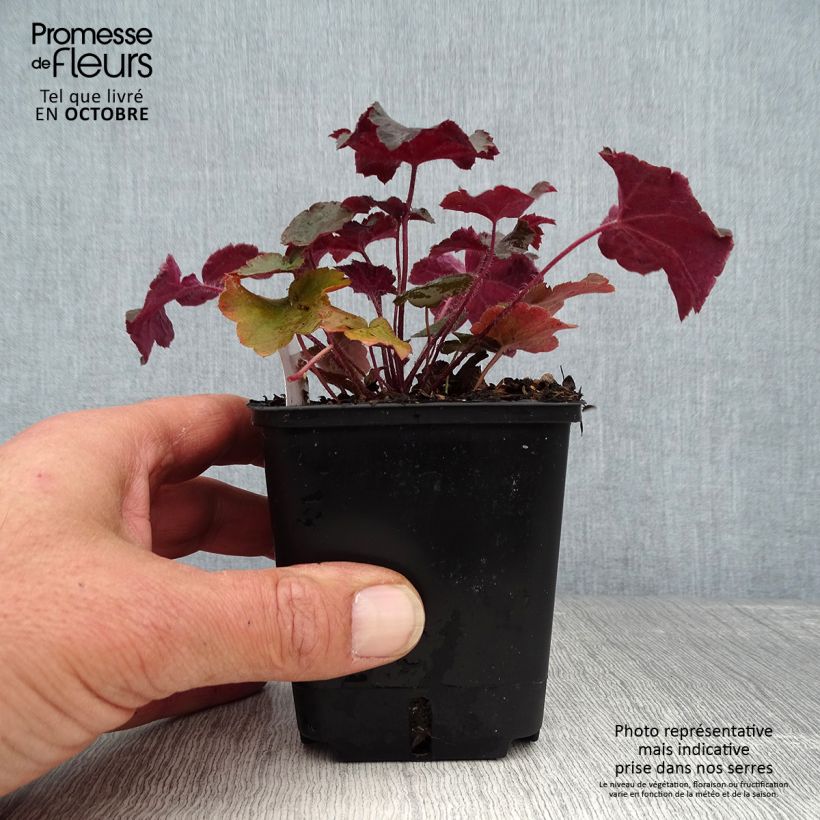 Exemplar von Heuchera micrantha var.diversifolia Palace Purple - Purpurglöckchen Kleine Töpfe von 7/8 cm wie im Herbst geliefert
