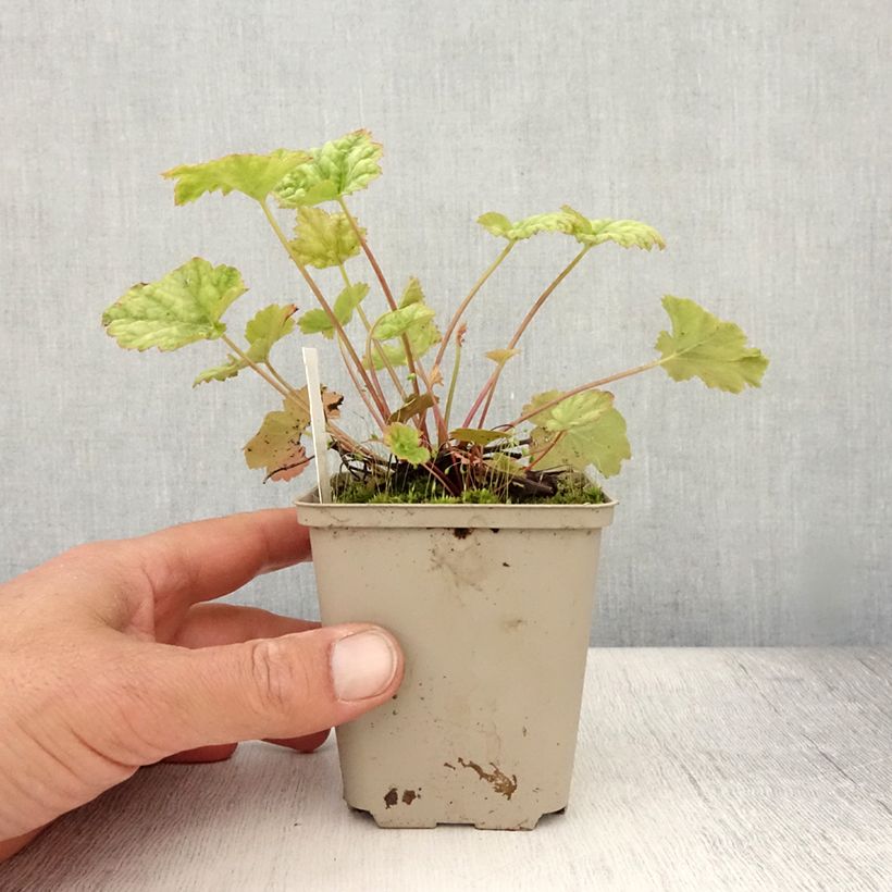 Exemplar von Heuchera Mint Frost - Purpurglöckchen Kleine Töpfe von 8/9 cm wie im Sommer geliefert