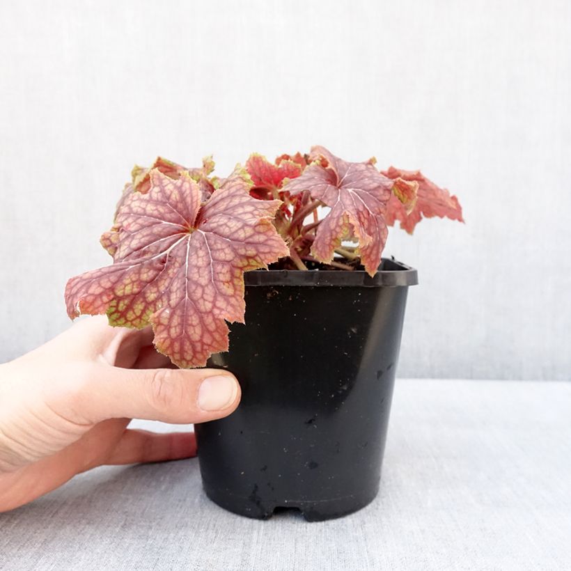 Exemplar von Heuchère - Heuchera Red Lightning  Pot de 1,5L/2L wie im Winter geliefert