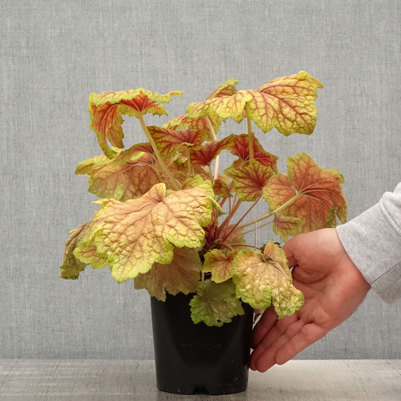 Example of Heuchera Red Lightning - Purpurglöckchen Topf mit 1,5L/2L as you get in printemps