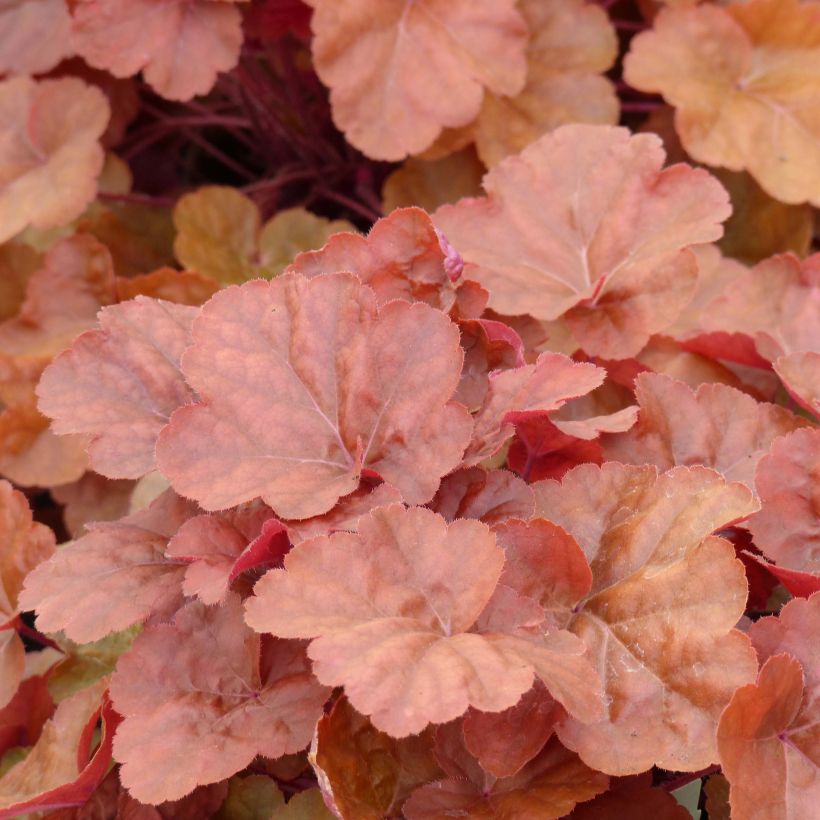 Heuchera Timeless Orange - Purpurglöckchen (Foliage)