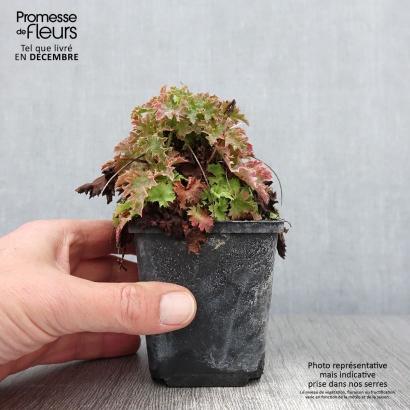 Exemplar von Heuchère - Heuchera Apple Crisp Godet de 8/9 cm wie im Herbst geliefert