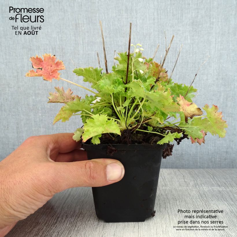 Exemplar von Heuchera Apple Crisp - Purpurglöckchen Kleine Töpfe von 8/9 cm wie im Sommer geliefert