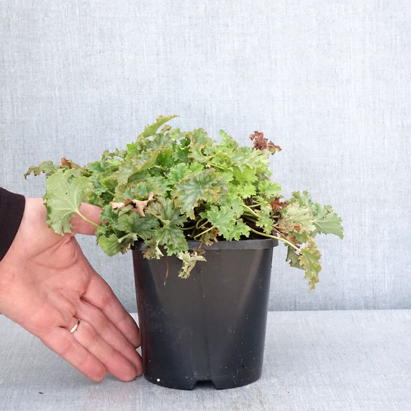 Exemplar von Heuchera Apple Crisp - Purpurglöckchen Topf mit 1L/1,5L wie im Frühjahr geliefert