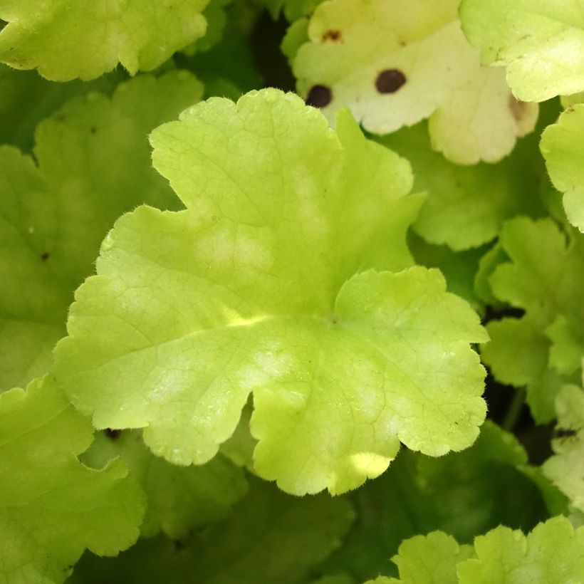 Heuchera Apple Twist - Purpurglöckchen (Laub)