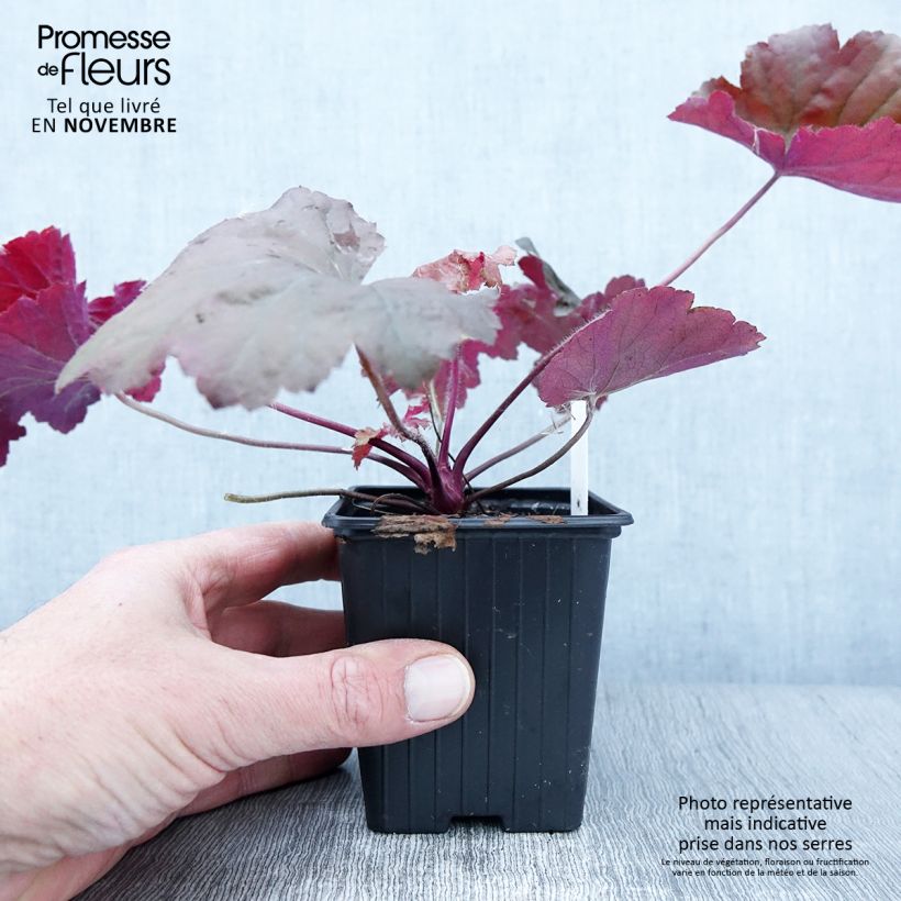 Exemplar von Heuchère - Heuchera Bloody Dinosaur  Godet de 8/9 cm wie im Herbst geliefert
