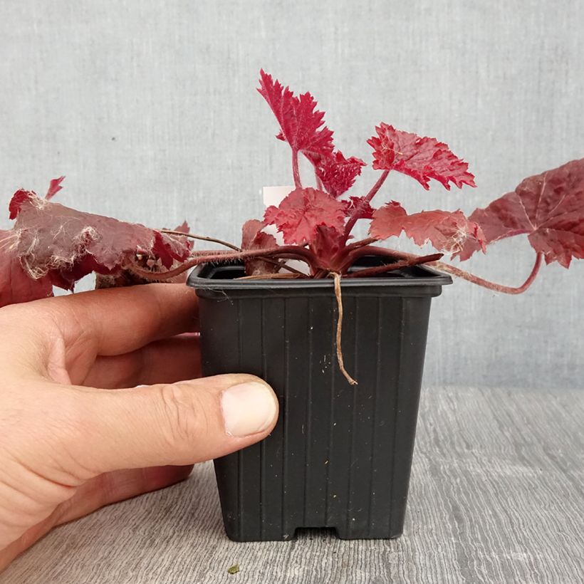 Exemplar von Heuchera Bloody Dinosaur - Purpurglöckchen Kleine Töpfe von 8/9 cm wie im Frühjahr geliefert