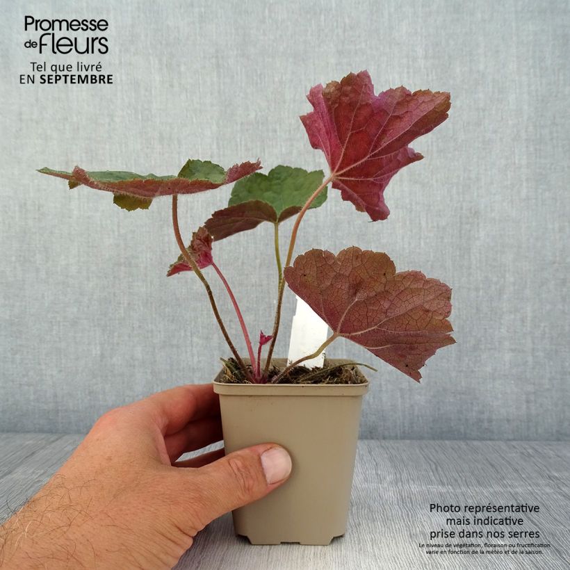 Exemplar von Heuchera Brownies - Purpurglöckchen Kleine Töpfe von 8/9 cm wie im Sommer geliefert