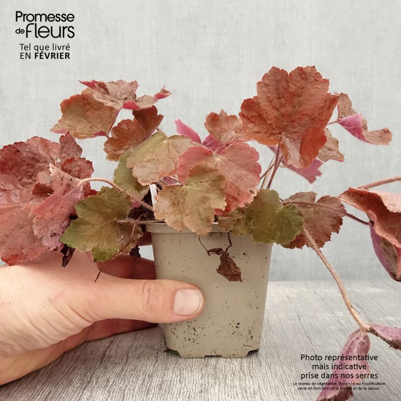 Exemplar von Heuchère - Heuchera Brownies Godet de 8/9 cm wie im Winter geliefert