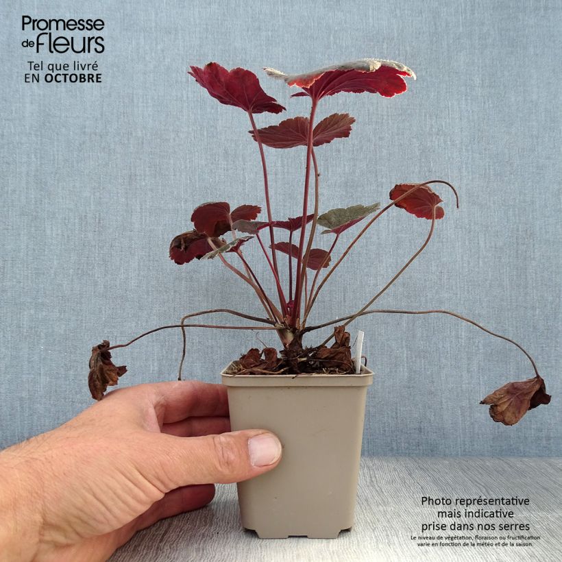 Exemplar von Heuchera Dark Magic - Purpurglöckchen Kleine Töpfe von 8/9 cm wie im Herbst geliefert