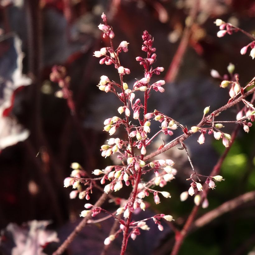 Heuchera Frosted Violet - Purpurglöckchen (Blüte)