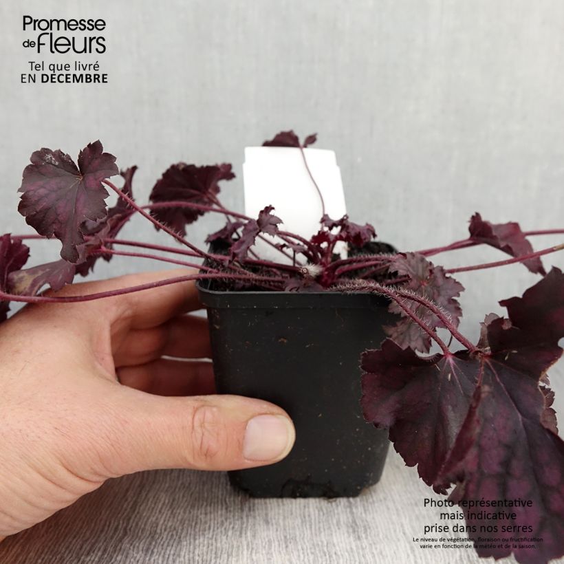Exemplar von Heuchère - Heuchera Frosted Violet Godet de 8/9 cm wie im Herbst geliefert