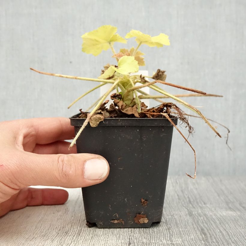 Example of Heuchera Guacamole - Purpurglöckchen Kleine Töpfe von 8/9 cm as you get in printemps