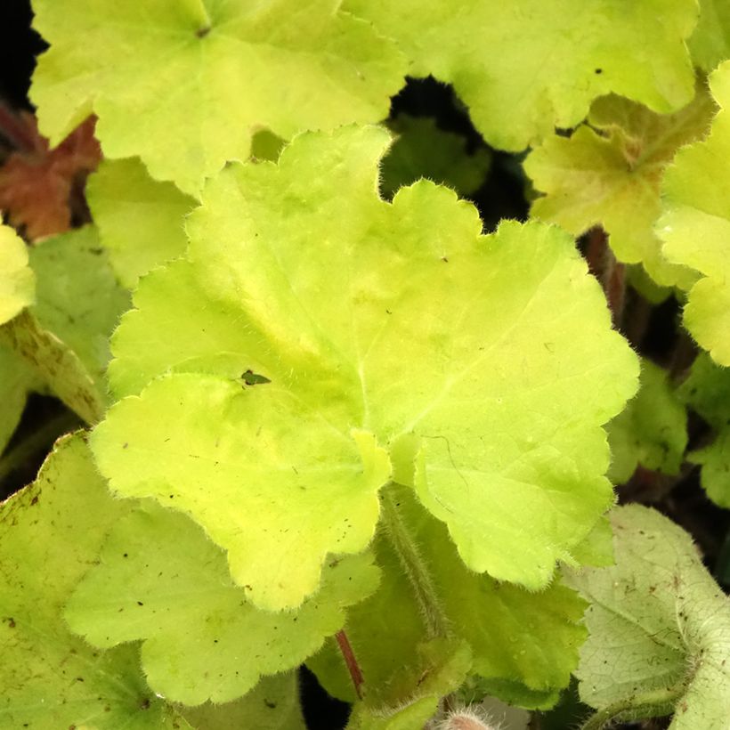 Heuchera Guacamole - Purpurglöckchen (Foliage)