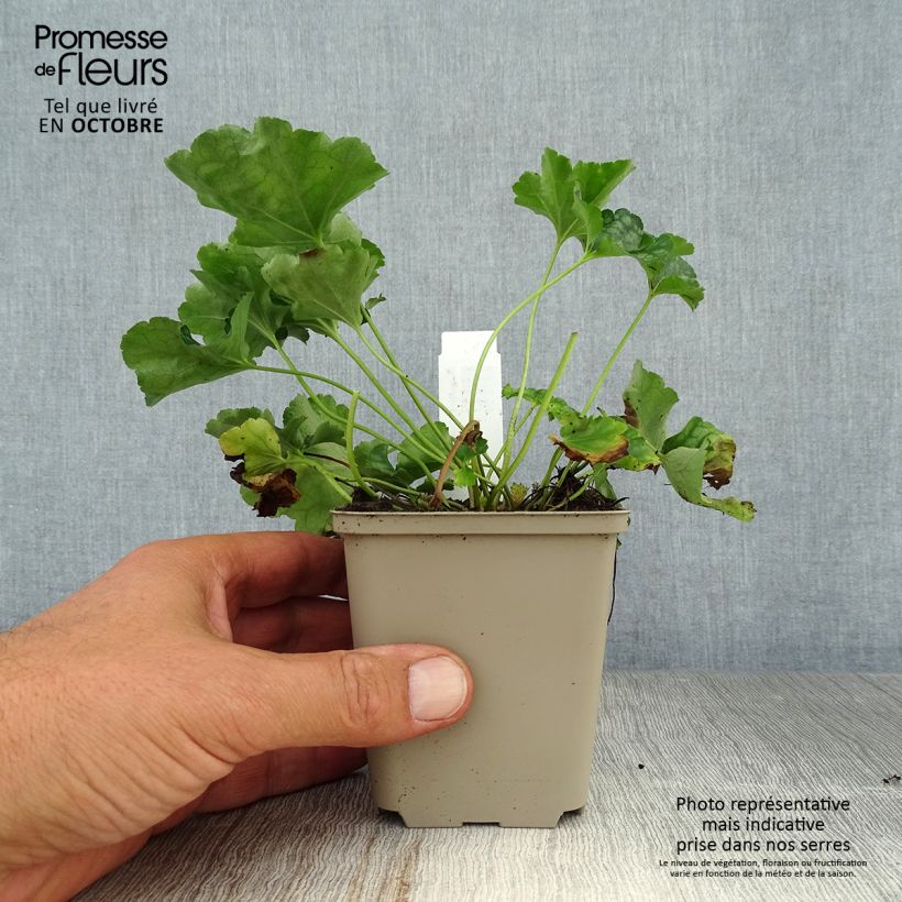 Exemplar von Heuchera americana Birkin - Purpurglöckchen Kleine Töpfe von 8/9 cm wie im Herbst geliefert