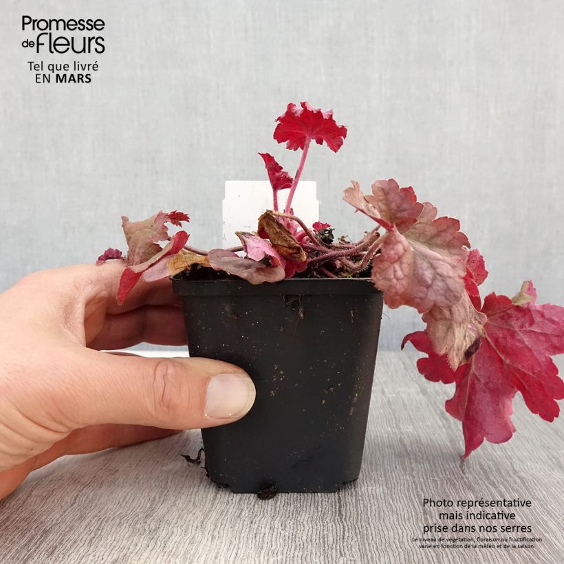 Exemplar von Heuchera Berry Smoothie - Purpurglöckchen Kleine Töpfe von 8/9 cm wie im Frühjahr geliefert