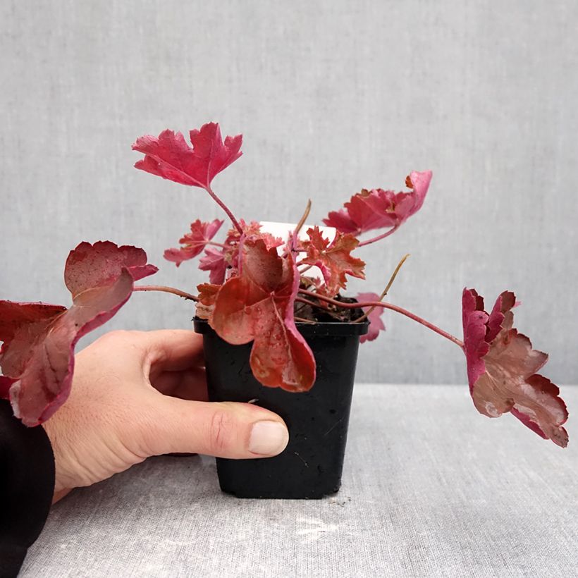 Exemplar von Heuchera Cherry Cola - Purpurglöckchen Kleine Töpfe von 8/9 cm wie im Herbst geliefert