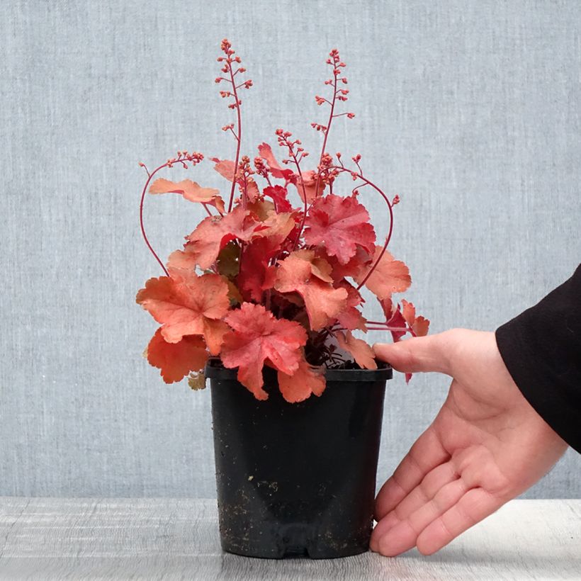 Example of Heuchera Cherry Cola - Purpurglöckchen Topf mit 1,5L/2L as you get in printemps