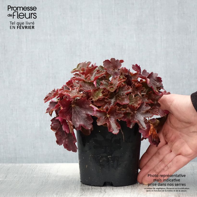 Exemplar von Heuchère - Heuchera Cherry Cola Pot de 1,5L/2L wie im Winter geliefert