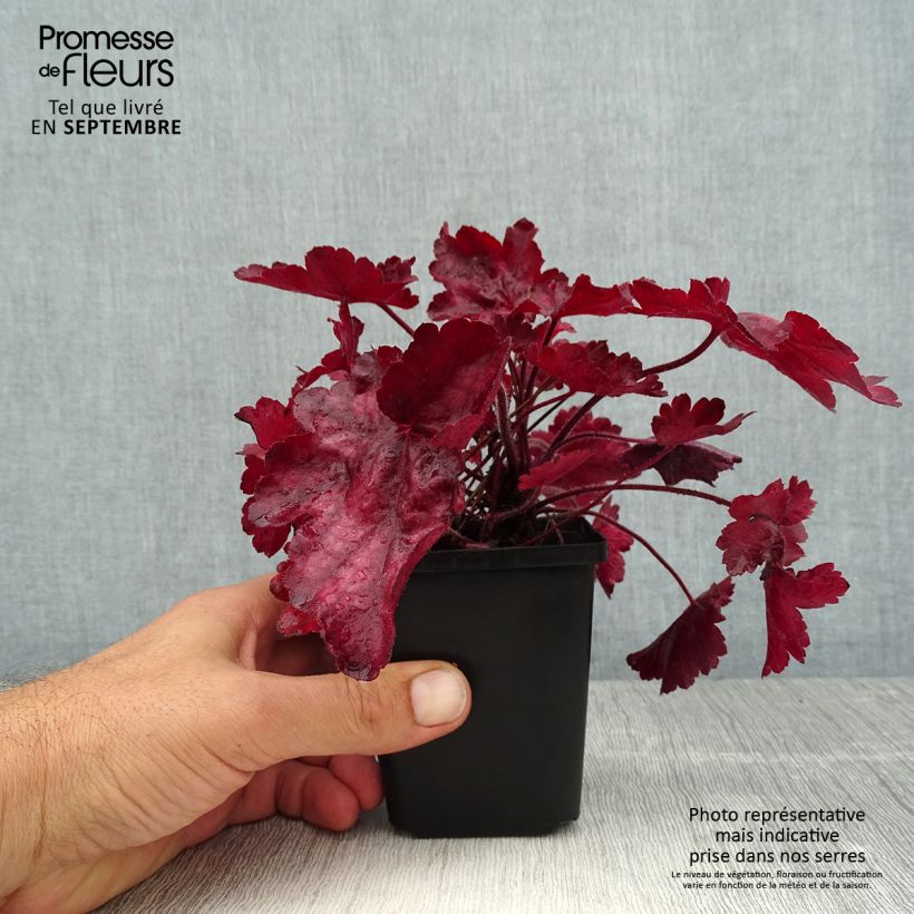 Exemplar von Heuchera Fire Chief - Purpurglöckchen Kleine Töpfe von 8/9 cm wie im Sommer geliefert