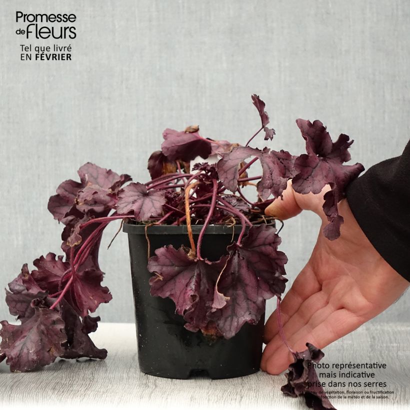 Exemplar von Heuchère - Heuchera Forever Purple Pot de 1,5L/2L wie im Winter geliefert