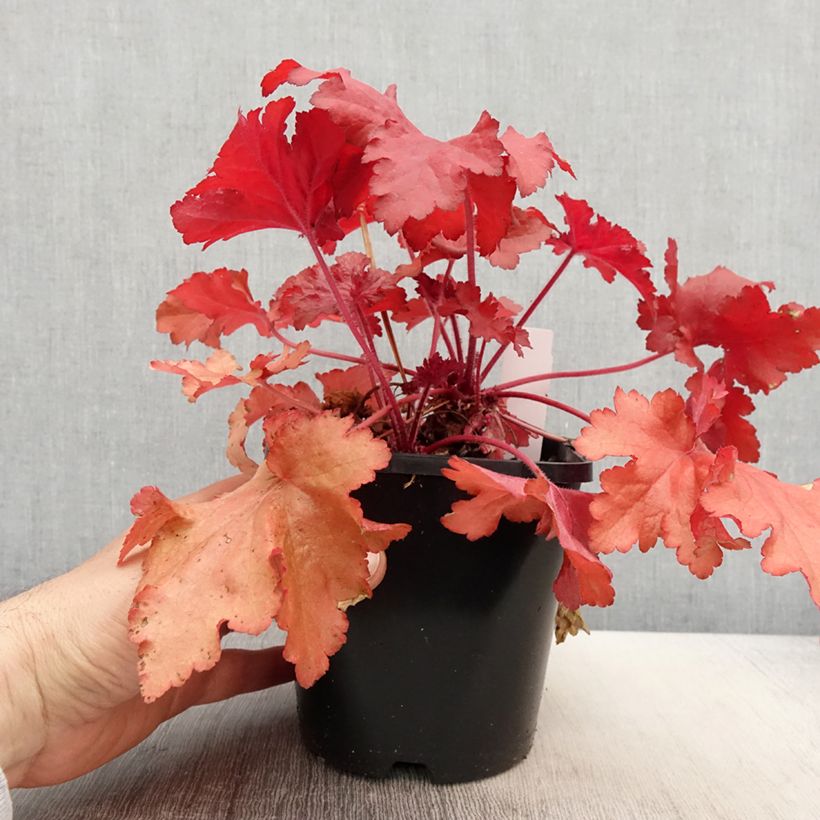 Example of Heuchera Forever Red - Purpurglöckchen Topf mit 1,5L/2L as you get in printemps