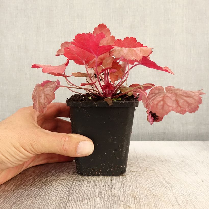 Exemplar von Heuchera Georgia Peach - Purpurglöckchen Kleine Töpfe von 8/9 cm wie im Herbst geliefert