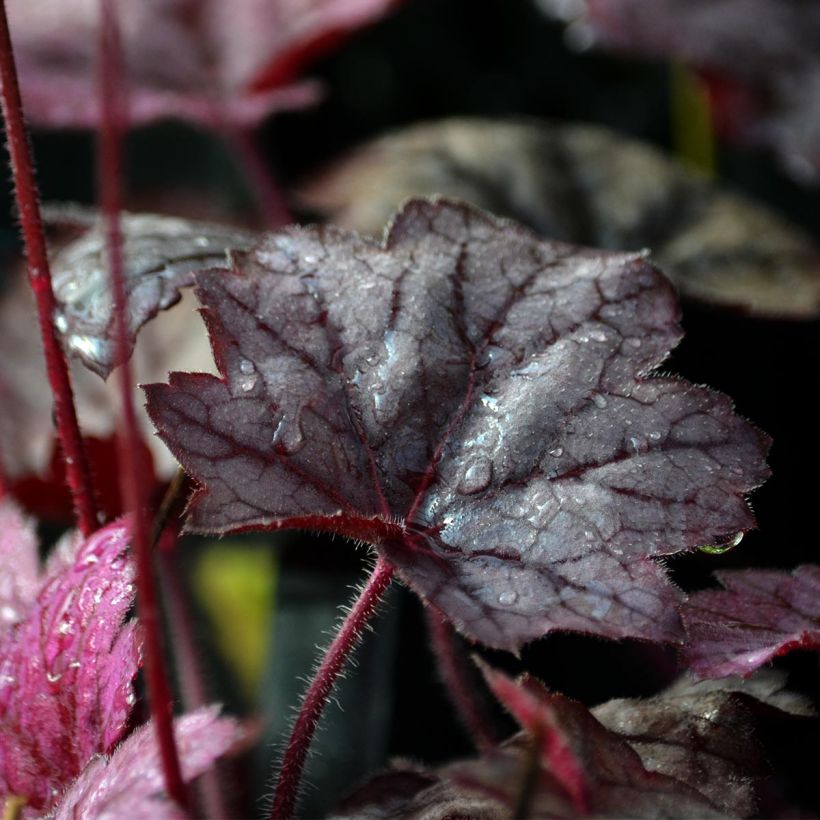 Heuchera Georgia Plum - Purpurglöckchen (Laub)
