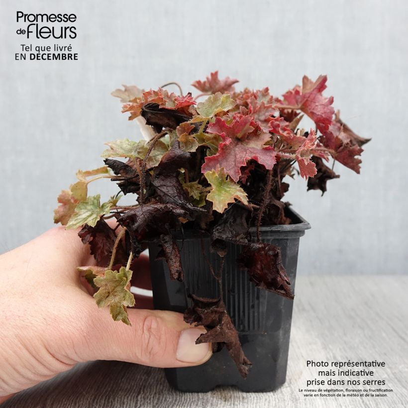 Exemplar von Heuchera Ginger Ale - Purpurglöckchen Kleine Töpfe von 8/9 cm wie im Herbst geliefert