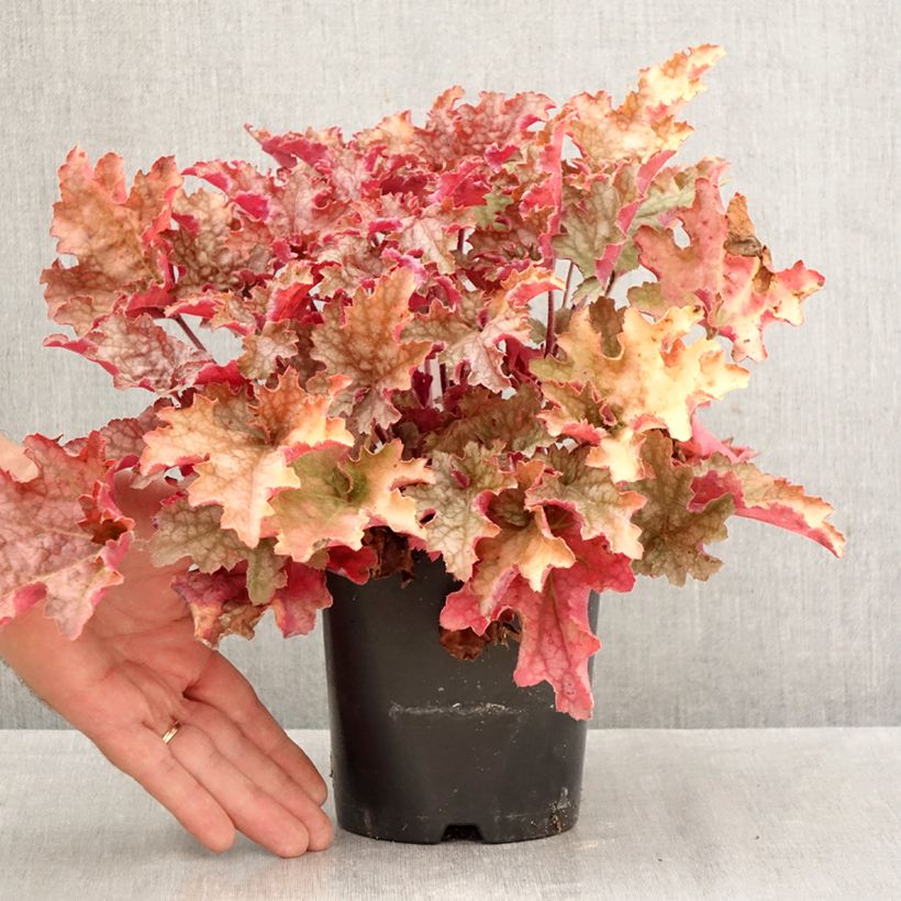 Exemplar von Heuchera Ginger Peach - Purpurglöckchen Topf mit 1L/1,5L wie im Herbst geliefert