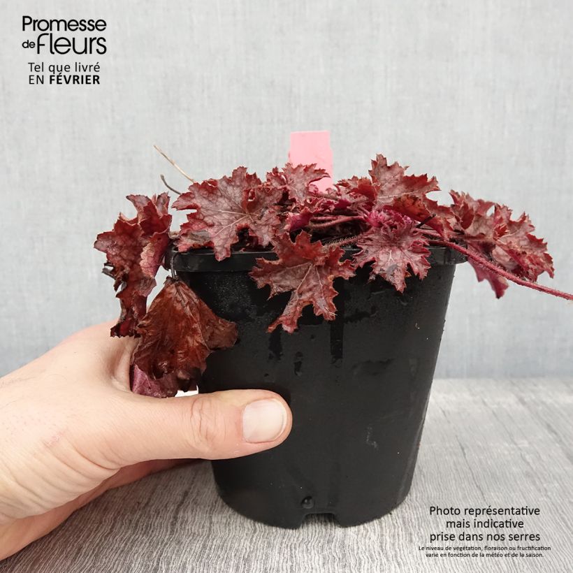 Example of Heuchera Ginger Peach - Purpurglöckchen Topf mit 1L/1,5L as you get in hiver