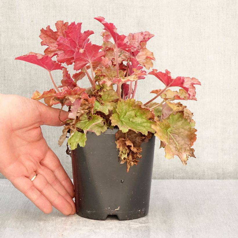 Exemplar von Heuchera Ginger Peach - Purpurglöckchen Topf mit 1L/1,5L wie im Frühjahr geliefert