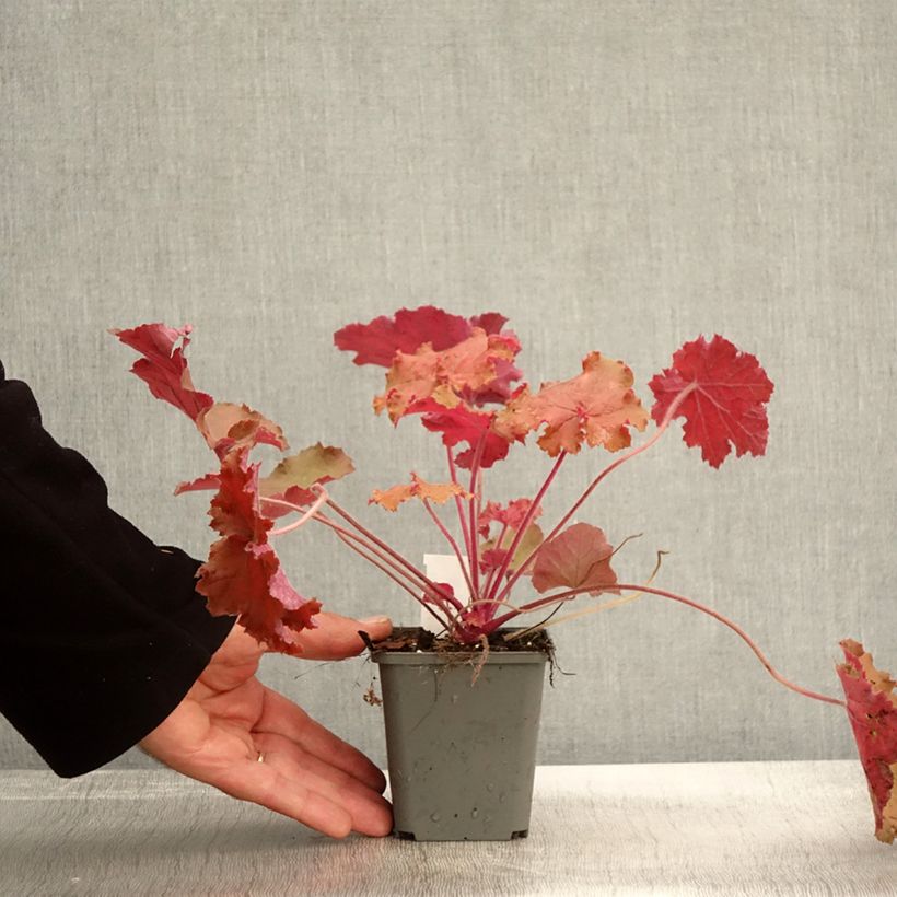 Exemplar von Heuchère - Heuchera Kassandra Godet de 8/9 cm wie im Herbst geliefert