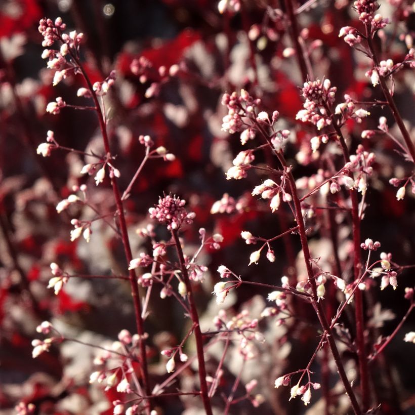 Heuchera Dark Secret - Purpurglöckchen (Flowering)