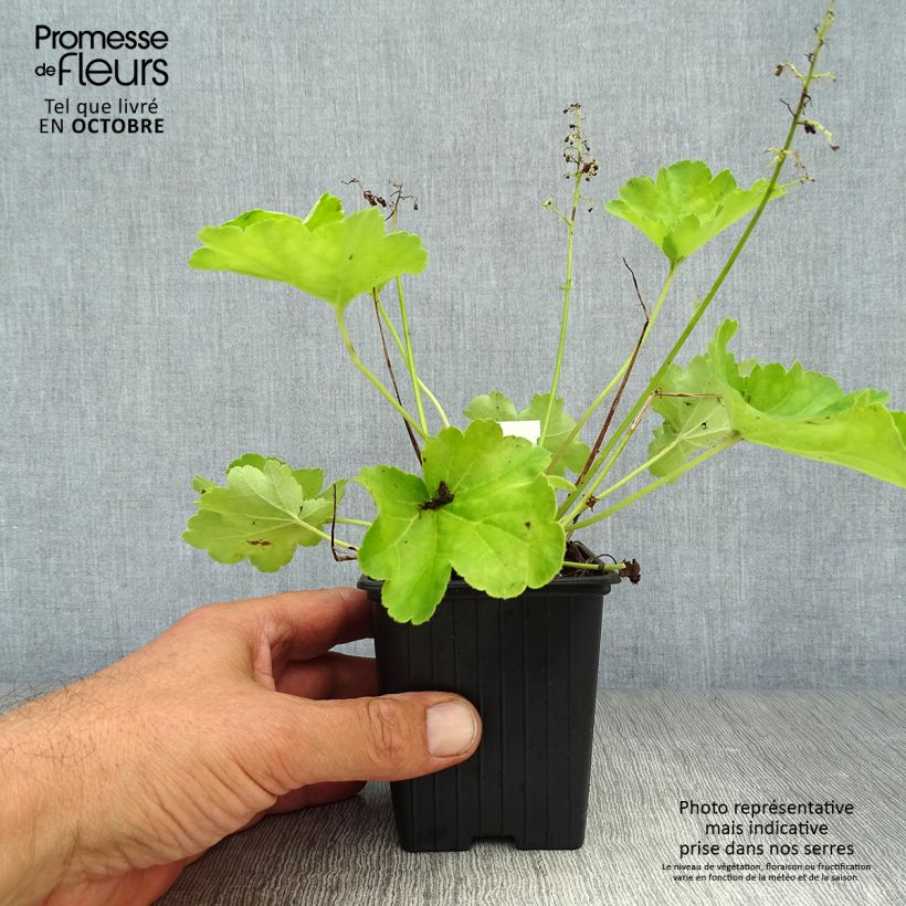 Exemplar von Heuchera Little Cutie Blondie in Lime - Purpurglöckchen Kleine Töpfe von 8/9 cm wie im Herbst geliefert