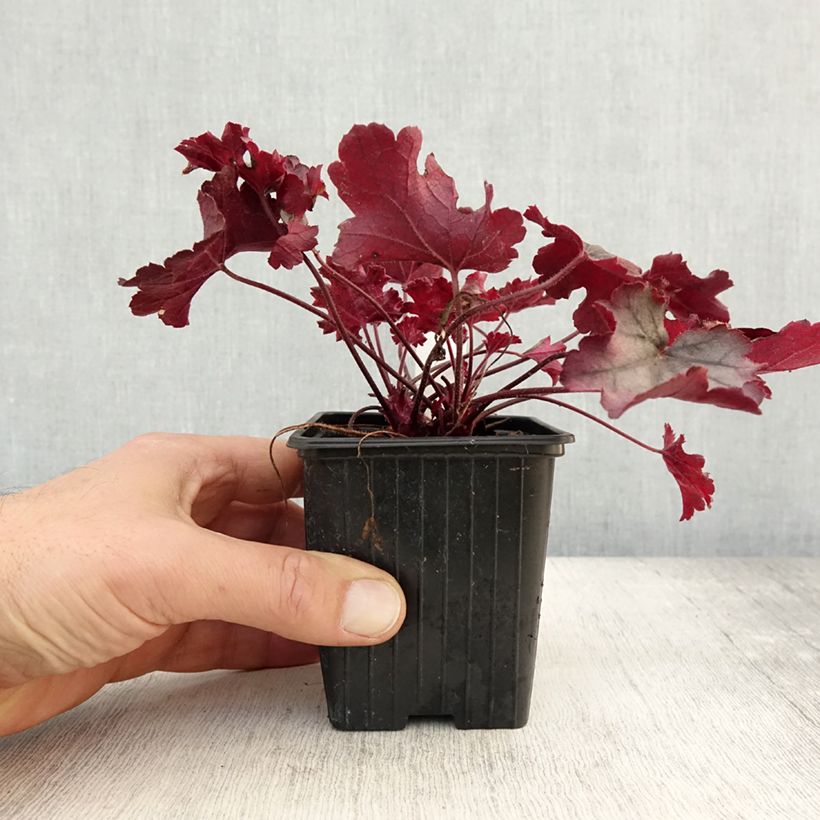 Exemplar von Heuchère - Heuchera Little Cuties Sugar Berry Godet de 8/9 cm wie im Herbst geliefert