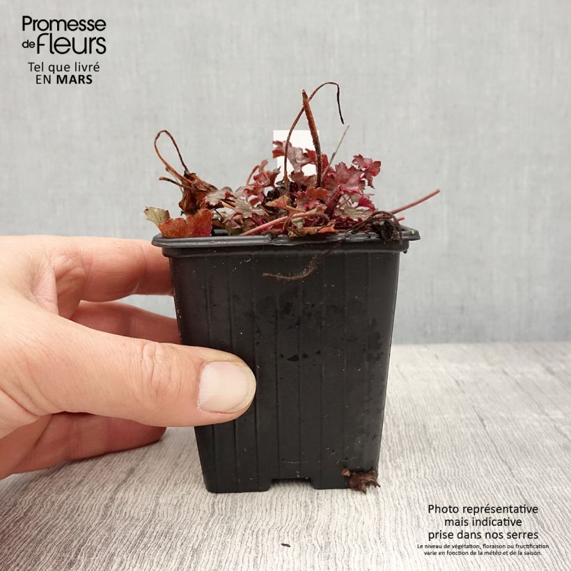 Example of Heuchera Little Cuties Sugar Berry - Purpurglöckchen Kleine Töpfe von 8/9 cm as you get in printemps