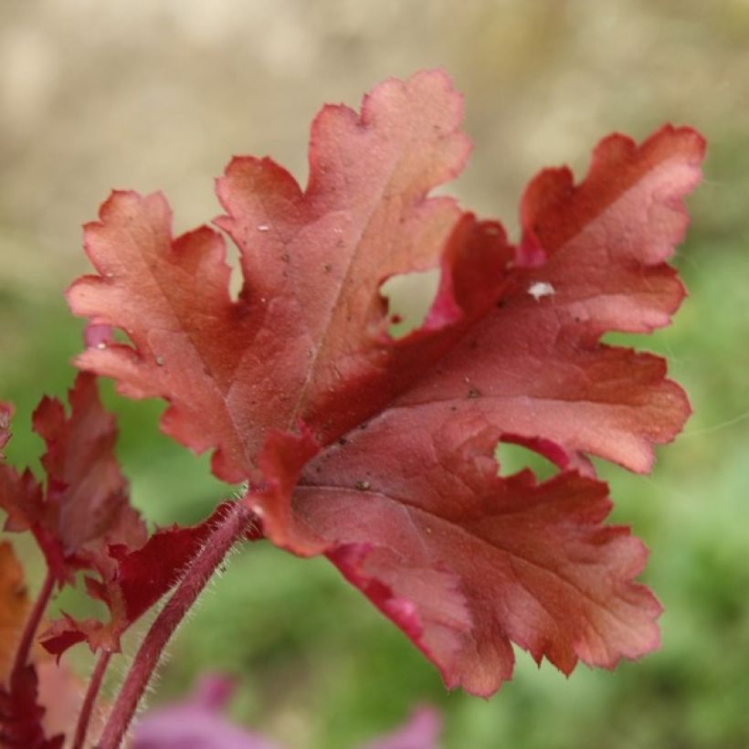 Heuchera Marmelade - Purpurglöckchen (Foliage)