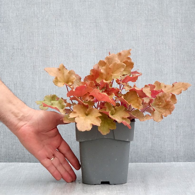 Exemplar von Heuchera Marmelade - Purpurglöckchen Topf mit 2L/3L wie im Herbst geliefert