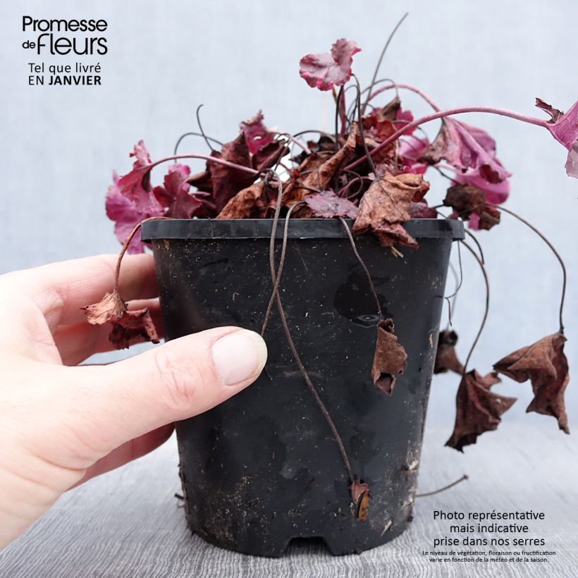 Exemplar von Heuchère - Heuchera Midnight Rose Pot de 1,5L/2L wie im Winter geliefert