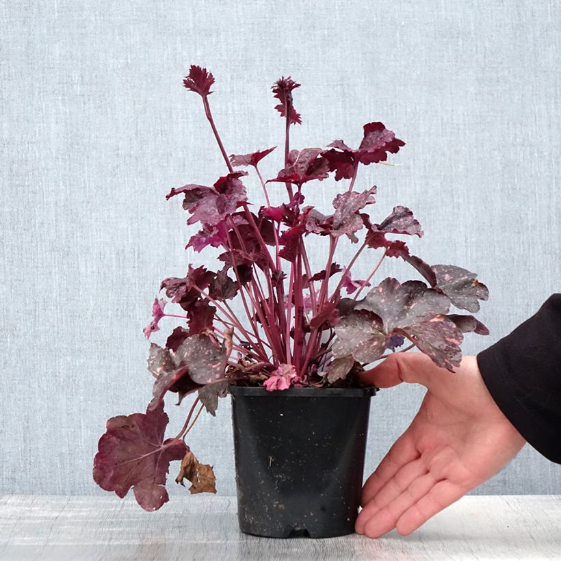 Example of Heuchera Midnight Rose - Purpurglöckchen Topf mit 1,5L/2L as you get in printemps