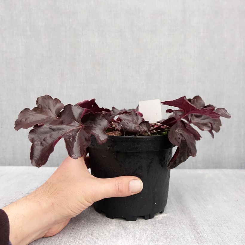 Exemplar von Heuchera Obsisian - Purpurglöckchen Topf mit 1,5L/2L wie im Herbst geliefert