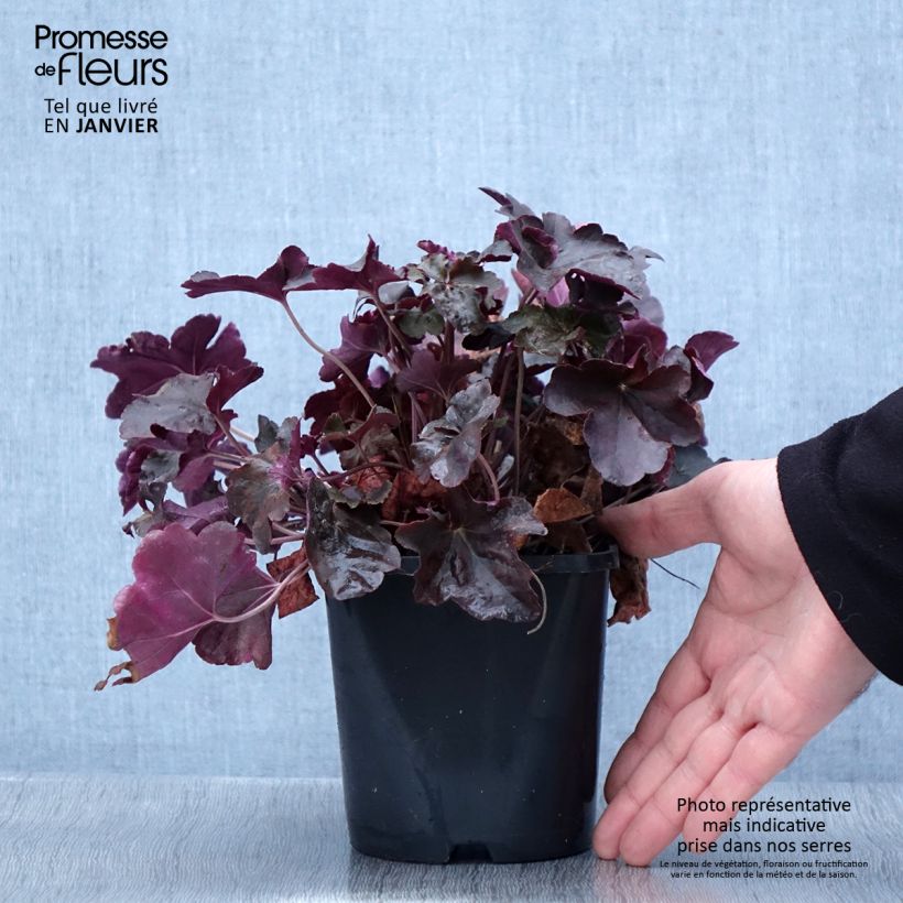 Exemplar von Heuchère - Heuchera Obsidian Pot de 1,5L/2L wie im Winter geliefert