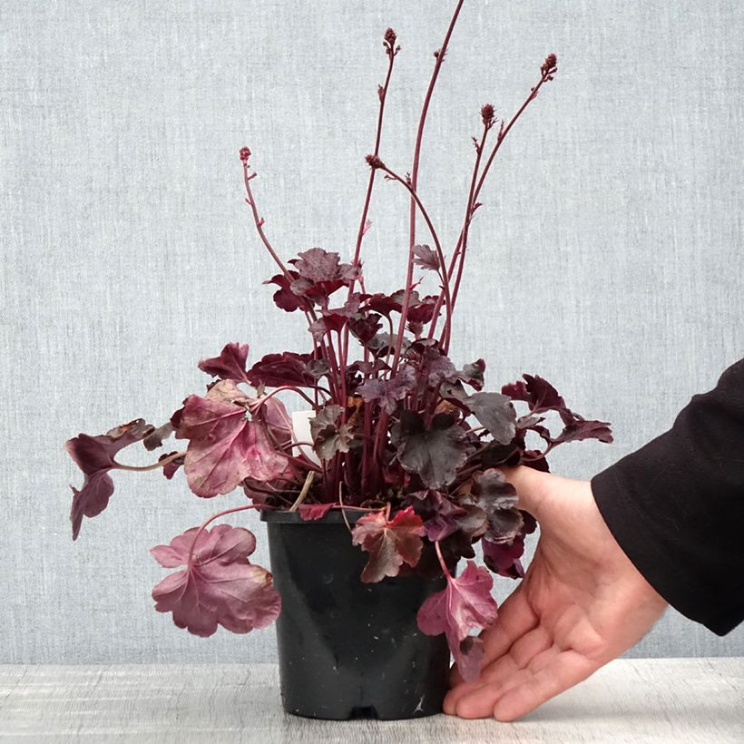 Example of Heuchera Obsisian - Purpurglöckchen Topf mit 1,5L/2L as you get in printemps