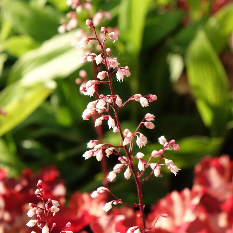 Heuchera Peach Crisp - Purpurglöckchen (Blüte)