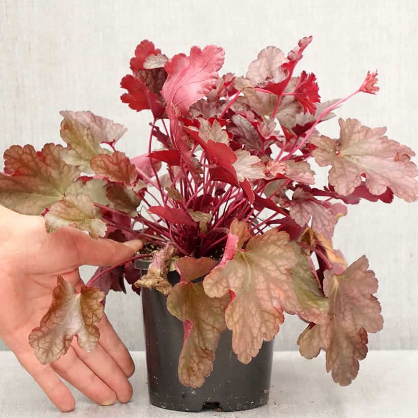 Exemplar von Heuchera Peach flambé - Purpurglöckchen Topf mit 1,5L/2L wie im Herbst geliefert
