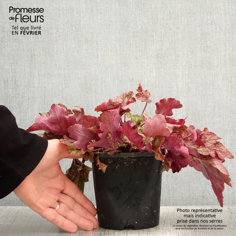 Exemplar von Heuchère - Heuchera Peach flambé Pot de 1,5L/2L wie im Winter geliefert