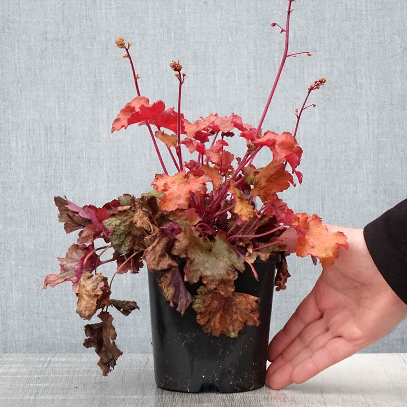 Example of Heuchera Peach flambé - Purpurglöckchen Topf mit 1,5L/2L as you get in printemps