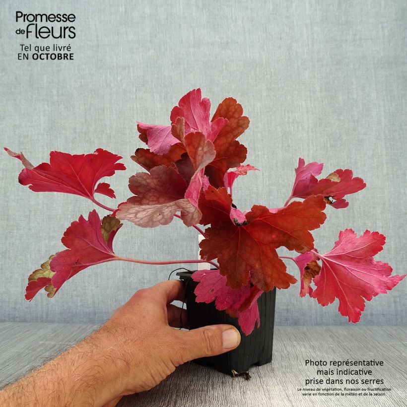 Exemplar von Heuchera Rio - Purpurglöckchen Kleine Töpfe von 7/8 cm wie im Herbst geliefert