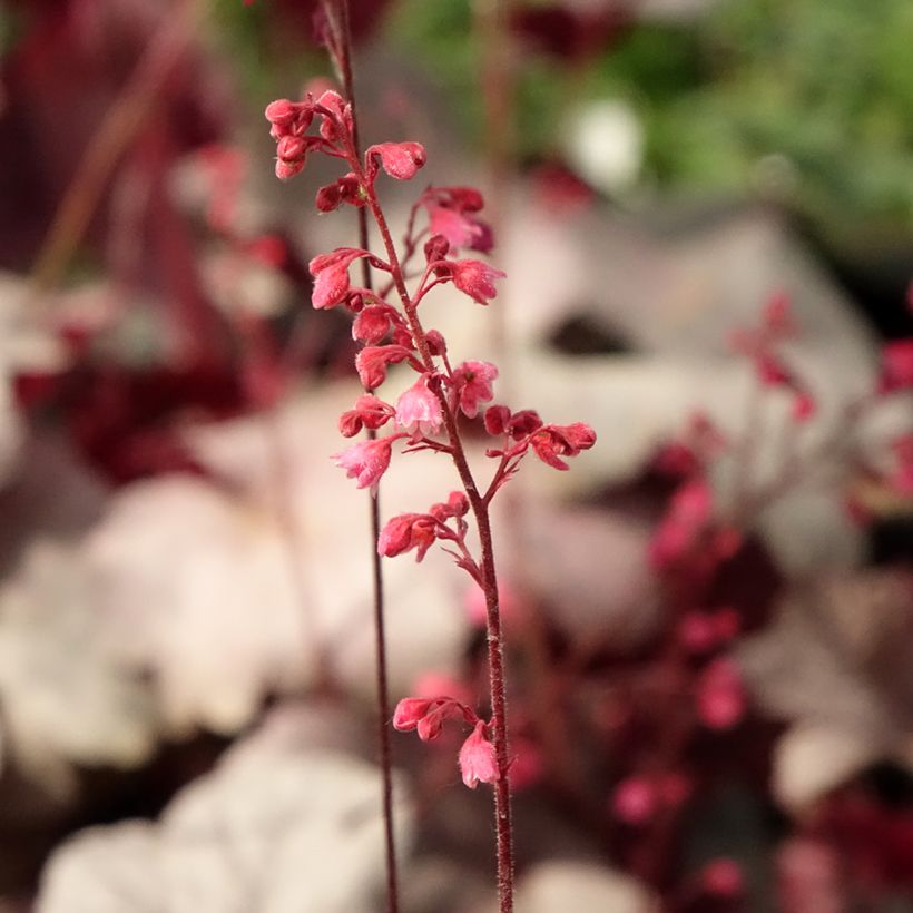 Heuchera Silver Gumdrop - Purpurglöckchen (Flowering)